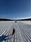 2026 The Return of the Sun — Arctic Wilderness Week in Lapland with Huskies