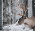2026 The Return of the Sun — Arctic Wilderness Week in Lapland with Huskies