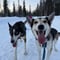 2026 The Return of the Sun — Arctic Wilderness Week in Lapland with Huskies