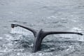 Best Value Whale Watching tour from Reykjavik