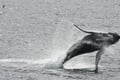 Best Value Whale Watching tour from Reykjavik