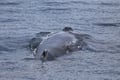 Best Value Whale Watching tour from Reykjavik