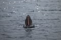 Best Value Whale Watching tour from Reykjavik
