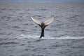 Whale tail diving into the ocean near Reykjavík Iceland