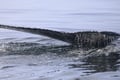 Best Value Whale Watching tour from Reykjavik