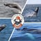 Best Value Whale Watching tour from Reykjavik