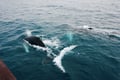 Best Value Whale Watching tour from Reykjavik