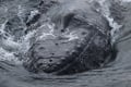Best Value Whale Watching tour from Reykjavik