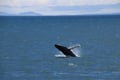 Best Value Whale Watching tour from Reykjavik