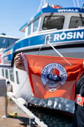 Best Value Whale Watching tour from Reykjavik