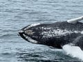 Best Value Whale Watching tour from Reykjavik
