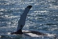 Best Value Whale Watching tour from Reykjavik