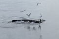 Best Value Whale Watching tour from Reykjavik
