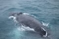 Best Value Whale Watching tour from Reykjavik