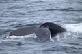 Best Value Whale Watching tour from Reykjavik