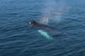 Whale Watching tour from Reykjavik