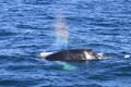 Best Value Whale Watching tour from Reykjavik