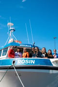 Best Value Whale Watching tour from Reykjavik