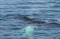 Best Value Whale Watching tour from Reykjavik
