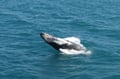 Best Value Whale Watching tour from Reykjavik