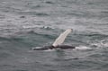 Best Value Whale Watching tour from Reykjavik