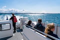 Best Value Whale Watching tour from Reykjavik