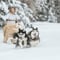 Husky Sprint: Husky Safari 2 km & Santa Claus Village Tour in Rovaniemi