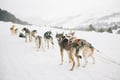 Husky Sprint: Husky Safari 2 km & Santa Claus Village Tour in Rovaniemi