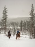 Horse trail riding to the snowy hill
