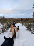 Horse trail riding to the snowy hill