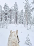 Horse trail riding to the snowy hill