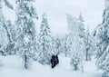Horse trail riding to the snowy hill