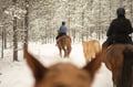 Horse trail riding to the snowy hill