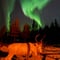 Arctic Night Reindeer Ride in Rovaniemi