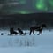 Northern lights horse sleigh ride