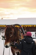 Northern lights horse sleigh ride