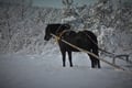 Northern lights horse sleigh ride