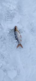 Ice Fishing Adventure in Levi with local guide