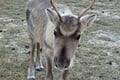 Husky Ride, Reindeer Ride and Snowmobiling Day Experience