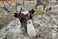 Husky Ride, Reindeer Ride and Snowmobiling Day Experience