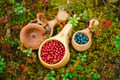 Lapland Wild Berry & Mushroom Foraging - Forest Tasting