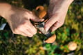 Lapland Wild Berry & Mushroom Foraging - Forest Tasting