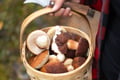 Lapland Wild Berry & Mushroom Foraging - Forest Tasting