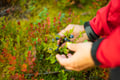 Lapland Wild Berry & Mushroom Foraging - Forest Tasting