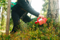 Lapland Wild Berry & Mushroom Foraging - Forest Tasting