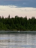 Discover Kittilä & Levi – A Scenic Tour with a Local Guide