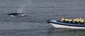 RIB Whale Expedition: 2-Hour High-Speed Adventure