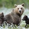 Guaranteed Bear watching & Photographing Experience