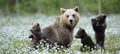 Guaranteed Bear watching & Photographing Experience