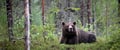 Guaranteed Bear watching & Photographing Experience
